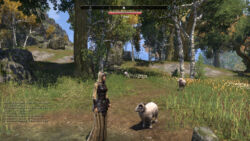 Zauberin und Schaf :D Noch in selbstgeschneiderter Robe ESO