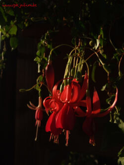 Noch ein Blütenphoto, eine Fuchsie (ha! Ich weiß was :D). Nicht bearbeitet, war imo nicht nötig. 18. Juli 2008