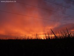 Das war eines der Sonnenuntergangs-Highlights überhaupt ^^ Sah genauso aus wie hier auf dem Foto, nicht übertrieben. Das war am 10.08., als ich von Saph abends nach Hause gefahren bin. Bin extra aufm Autobahnparkplatz raus und da durch nen Wald gesprintet für das Foto. Stand dann dummerweise vor nem Maisfeld und musste mich auf die Zehenspitzen stellen ^^ Aber was tut man nicht alles. Diese Stromleitungen sind irgendwie ein Störfaktor, der nicht stört. 23. August 2008
