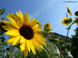 Es gibt tatsächlich nochmal Sonne in diesem Sommer oO Und sogar dann wenn ich frei habe o_O Die Sonnenblumen im Garten strecken ihre gelbe Pracht Richtung Himmel. 31. August 2008
