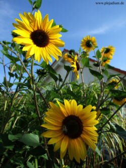 Es gibt tatsächlich nochmal Sonne in diesem Sommer oO Und sogar dann wenn ich frei habe o_O Die Sonnenblumen im Garten strecken ihre gelbe Pracht Richtung Himmel. 31. August 2008