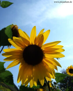 Es gibt tatsächlich nochmal Sonne in diesem Sommer oO Und sogar dann wenn ich frei habe o_O Die Sonnenblumen im Garten strecken ihre gelbe Pracht Richtung Himmel. 31. August 2008
