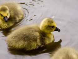 Alle meine Entchen schwimmen auf dem See ^^ Genauer gesagt auf dem Hexenteich am Rande des Sauerlands. 9. Mai 2009