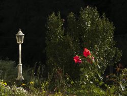 Oktober 2012 - Weiss nicht, find das einfach schön. Diese Lampen vor meiner Wohnung haben es mir angetan, die Rosen auch und der dunkle Hintergrund hebt alles so schön hervor :D Oktober 2012