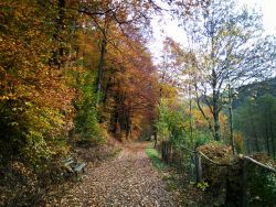 3.11.2016. Herbst in Schönau. Bild mit der Handykamera gemacht oO 3.11.2016