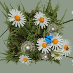 27.05.2016 - Von oben macht die Wiese sogar eher noch mehr her..! Marienkäfer-Wiese