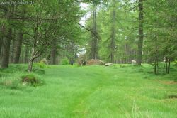 Zauberhaftes Waldstück mit Steinkreis Schottland 2003