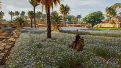 Blumenfelder und ein Bewässerungskanal Assassins Creed Origins | Blumenfelder