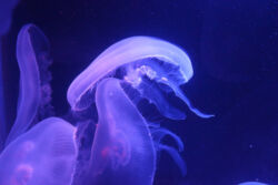 Die Quallen im Quallenbecken werden aber auch so präsentiert, dass sie so faszinierend aussehen :D Mehrere Quallen werden im Quallenbecken wunderschön beleuchtet