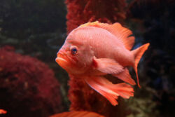 Rosa Fisch vor rot-pinker Wasserpflanze Rosa Fisch vor rot-pinker Wasserpflanze
