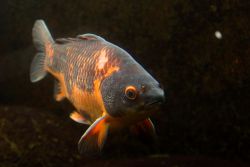 Auffällige Müllmann-Zeichnung <3 Schwarz-orangener Fisch