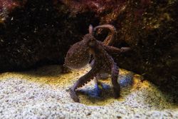 Dieser Tintenfisch (Oktopus?) wechselt seine Farbe, je nachdem, ob er sich eher näher am dunklen Hintergrund oder über dem Kiesboden Brauner Tinten