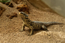 Dieser Echse sieht man ihre Saurier-Vorfahren an Sehr dornige Echse in der Wilhelma