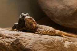 In trauter Zweisamkeit Zwei Echsen sitzen nebeneinander auf einem Stein