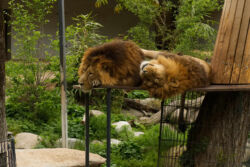 Diese beiden Löwen tun, was Katzen halt so tun :D Zwei Löwen schlafen kuschelig