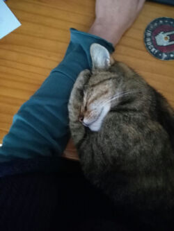 10/2016 - Wie so oft auf dem Schreibtisch