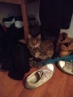 10/2016 - Schuhe sind gut