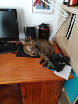 08/2017 - Luna auf dem Schreibtisch