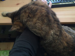 07/2022 - Luna am Schreibtisch