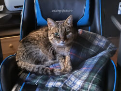 Oktober 2024: Lopi mit seinen großen, grünen Augen Kater Lopi liegt auf einer Decke und schaut mich an.