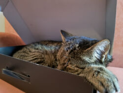 Januar 2025: Cat in a box Lopi liegt in einer kleinen Papschachtel und schläft