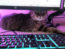 18.03.2025: He's back! Hinter meinem Monitor ist es wohl besonders gemütlich Lopi sitzt hinter meinem Monitor und schaut böse in die Kamera. Lila RGB-Licht beleuchtet ihn