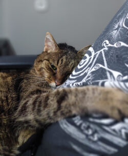 Lopi schmiegt sich an Pierres Bauch und schaut aus halb geöffneten Augen Richtung Kamera. Er hat die rechte Pfote über den Pierres Bauch gestreckt.