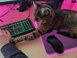 Lopi fehlt mir auch am Computer. Lopi liegt auf meinem Mauspad und stupst mit der linken Pfote meine Hand an. Ich sitze an meinem Arbeitsplatz und versuche zu arbeiten.