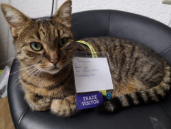 Januar 2019: Lopi ganz legal auf dem Küchenstuhl. Lopi hat einen Gamescom-Besucherpass umgehängt. Darauf steht: "Küchenpass. Name: Lopi. Art: Katze, männlich. Sicherheitsstufe: K-1"