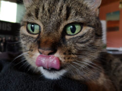 Juli 2021: So schöne grüne Augen! Lopis Gesicht mit grünen Augen. Mit der Zunge schleckt er sich die Nase ab.