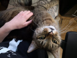 Juli 2022: Lopi auf meinem Schoß Lopi liegt auf meinem Schoß und schaut nach oben, direkt in die Kamera