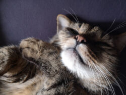 Oktober 2022: So ein flauschiges Kerlchen Lopi liegt verkuschelt rücklings auf einer Matratze. Man sieht sein Gesicht und die beiden zum Gesicht hochgezogenen Pfoten.