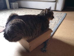 Lopi Mai 2023: Sieht bequem aus. Lopi liegt auf einer viel zu kleinen Schachtel. Sein Hinterteil steht ordentlich über.