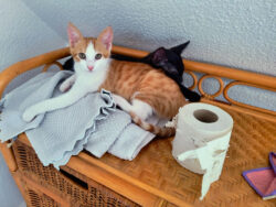 Sie haben entdeckt, dass man Klopapier zerfetzen kann... Eine rot-weiße und eine schwarze Katze kuscheln sich auf einer Kommode zusammen. Daneben liegt eine Klopapierrolle, die bereits etwas zerfetzt aussieht.