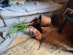 Es war klar, dass das irgendwann passiert. Eine Zimmerpalme liegt auf der Seite. Eine Katze hat sie mitsamt dem dreibeinigen Tischchen umgeworfen. Um die Pflanze herum liegt Blumenerde. Vor der Pflanze sitzt eine rot-weiße Katze und schaut neugierig auf ihr Werk.