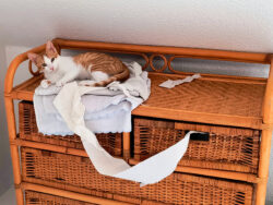 ... es hilft übrigens nicht, das Klopapier in der Schublade zu lagern. Bonnie fischt es trotzdem raus. Eine rot-weiße Katze auf einer Kommode. Sie hat aus der Schublade darunter Klopapier herausgezogen und liegt zufrieden auf einem zusammengefalteten Handtuch.