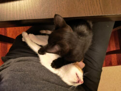 Zwei Minuten später: Bonnie ist komplett weggeknackt Zwei Katzen liegen auf meinem Schoß, teilweise übereinander. ich habe das Bild von oben aufgenommen. Unten drunter liegt auf der Seite eine rot-weiße Katze, ihr Kopf ist nach hinten gefallen, ihr Mäulchen steht teilweise offen. Sie schläft. Darüber liegt eine schwarze Katze, die beiden Vorderpfoten auf Bonnies Brust.