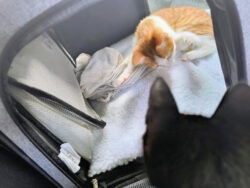 Da sind Bonnie und Balu - wir haben uns gerade erst kennengelernt! Eine rotweiße Katze liegt in einer weich ausgekleideten Transportkiste. Sie ist klein und um sie herum ist viel Platz. Gerade hat sie die linke Vorderpfote erhoben, um auf irgendwas einzuhauen. Im Vordergrund der Kopf einer schwarzen Katze, die dabei zuschaut