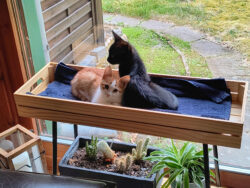 Endlich ist Ruhe. Die beiden chillen am Panoramafenster. Eine rotweiße Katze und ein schwarzer Kater sitzen eng nebeneinander auf einem Blumenregal am Fenster. Die Katze schaut in die Kamera