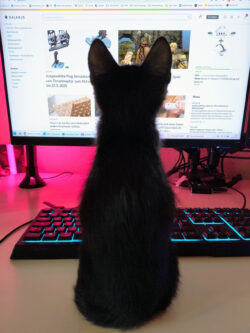 Balu schaut, was auf meinem Monitor passiert. Vermutlich interessiert er sich für den Mauscursor. Ein schwarzer Kater schaut, was auf meinem Monitor passiert. Vermutlich interessiert er sich für den Mauscursor.