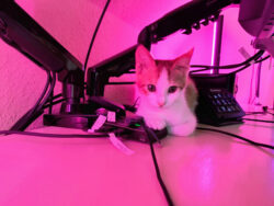 Bonnie hat alles im Griff: Sie liebt es, unter meinen Monitoren zu schlafen. Eine Katze liegt auf Kabeln hinter meinem Computermonitor.