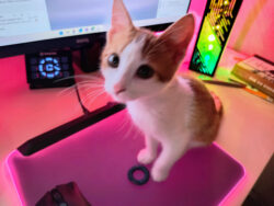 Leider unscharf. Bonnie spielt gern mit dem Haarband, das sie hier ganz fein säuberlich vor mir abgelegt hat. Eine rotweiße Katze sitzt adrett auf meinem Mauspad und schaut mich an. Zu ihren Füßen liegt ein Haargummi