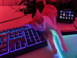 Direkt aus Cyberpunk: Bonnie wird RGB-beleuchtet Eine Katze liegt mit dem Kopf auf meiner beleuchteten Tastatur. Ihre Beine liegen auf dem beleuchteten Mauspad. Das Bild ist in rot-türkiser Beleuchtung und sieht ziemlich "Neon" aus
