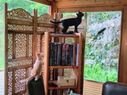 Balu will immer höher hinaus. Bonnie folgt ihm. Ich bin wenig begeistert. Ein schwarzer Kater ist auf ein hohes Regal geklettert und schaut nach oben. Eine rot-weiße Katze balanciert auf einer Stuhllehne daneben und ist dabei, zum Kater zu springen.
