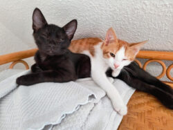 Frisch geweckt: Die beiden wissen kaum, wo sie gerade sind. Zwei Katzen liegen aufeinander und starren mit fast geschlossenen Augen in die Kamera