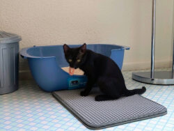 Auch Balu hat Haargummis für sich entdeckt. Er liebt es, das Ding ins Katzenklo zu werfen und wieder rauszufischen. Klar. Ein schwarzer Kater hat im Maul ein Haargummi. Er sitzt auf einer Matte vor seinem Katzenklo.
